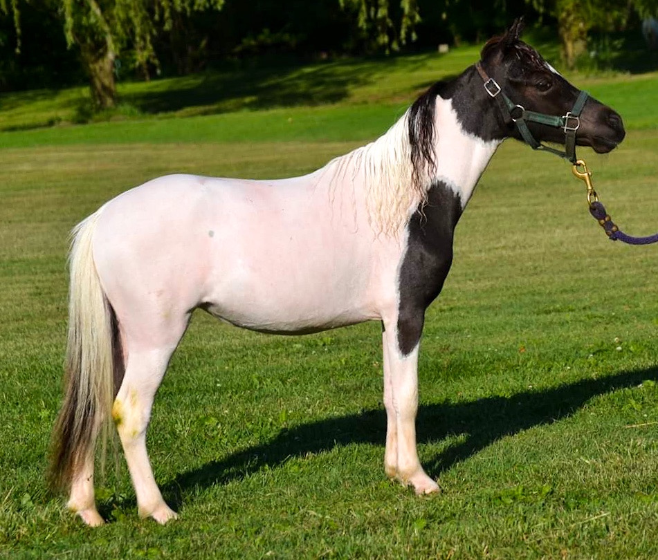American Miniature Horses Happily Ever After Rabbitry