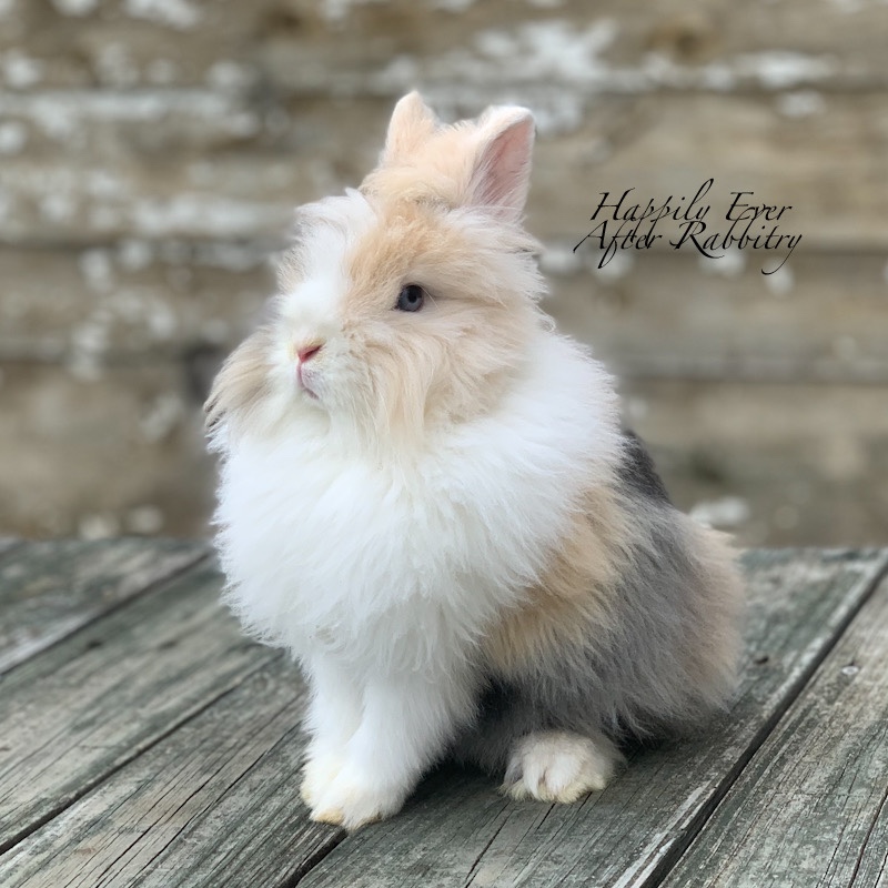 Cuddle Up with Nobility: Lionhead Rabbit for Sale, Your Furry Monarch Awaits