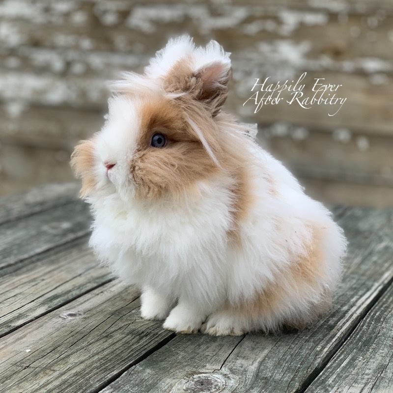 Feel the Lionhead Love: Rabbits for Sale, Perfect for Your Castle