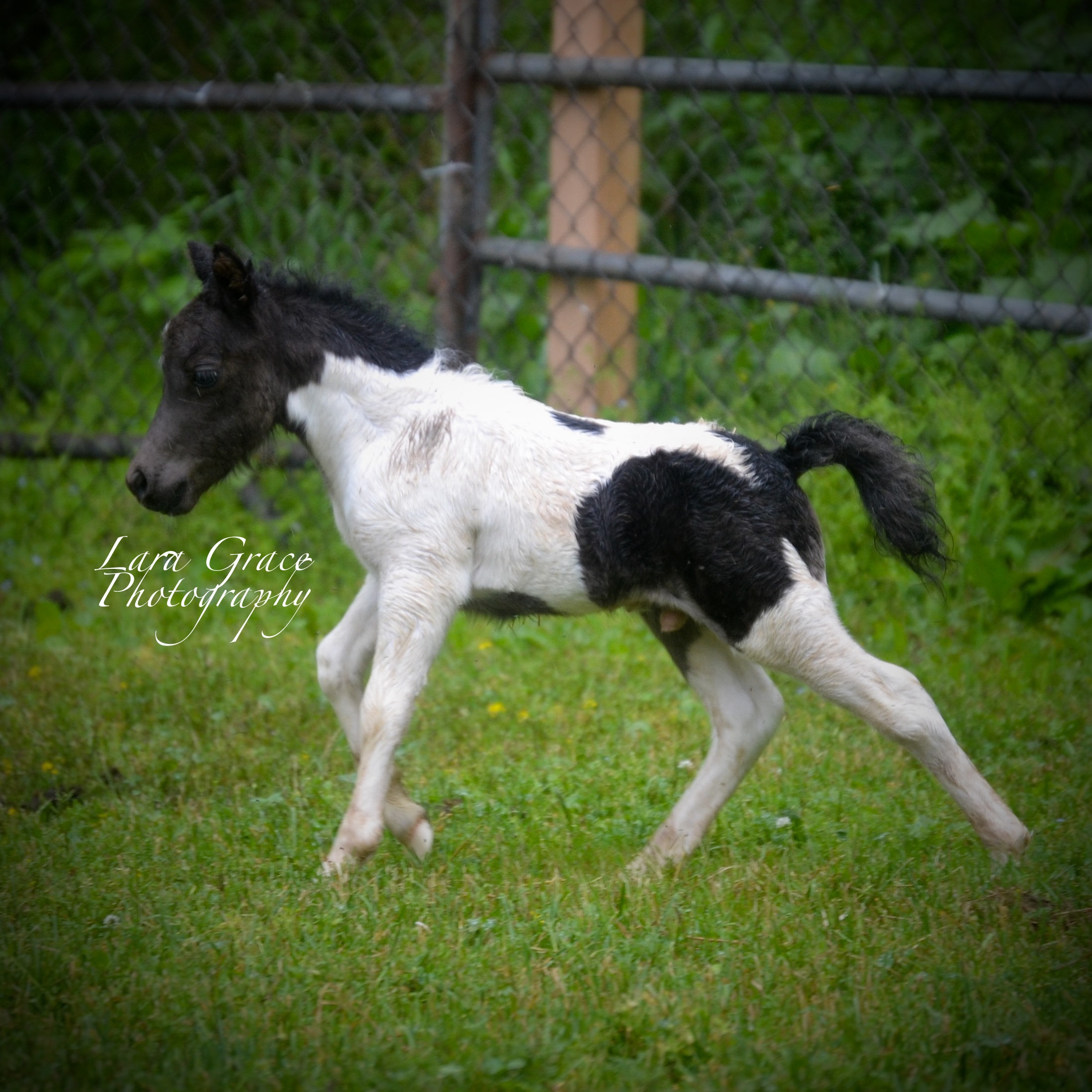 American Miniature Horses Happily Ever After Rabbitry