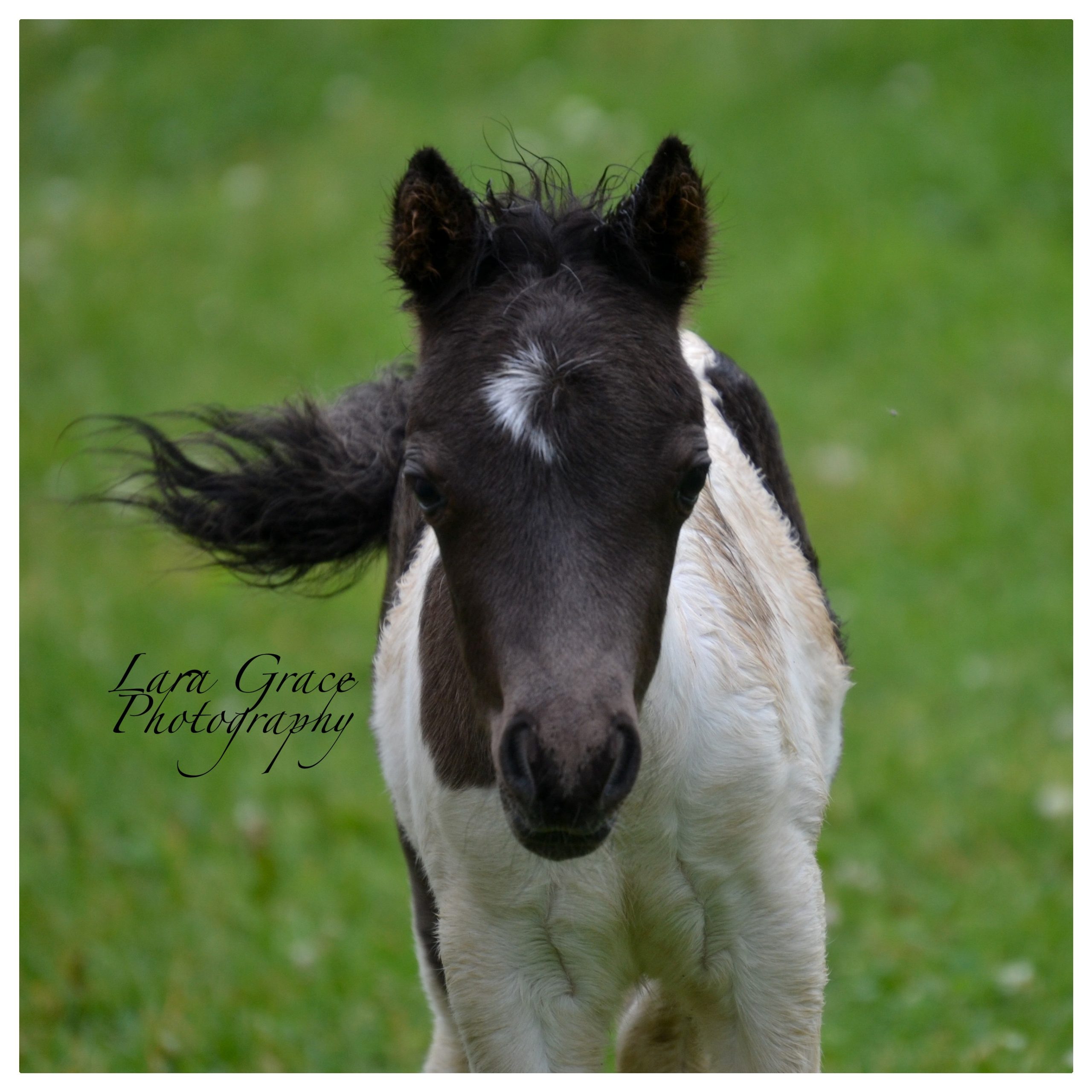 American Miniature Horses Happily Ever After Rabbitry