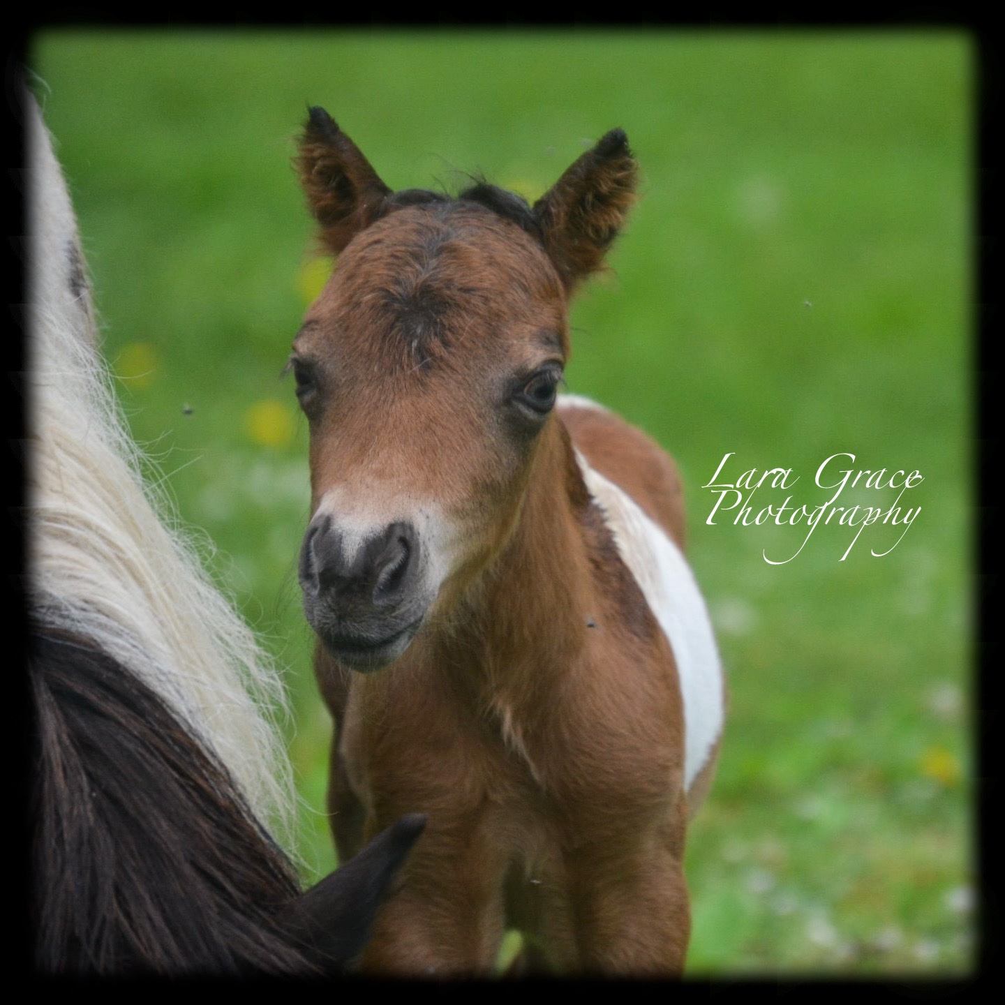 American Miniature Horses Happily Ever After Rabbitry
