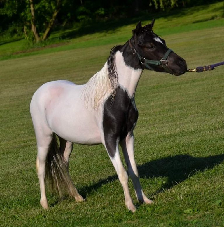 American Miniature Horses Happily Ever After Rabbitry