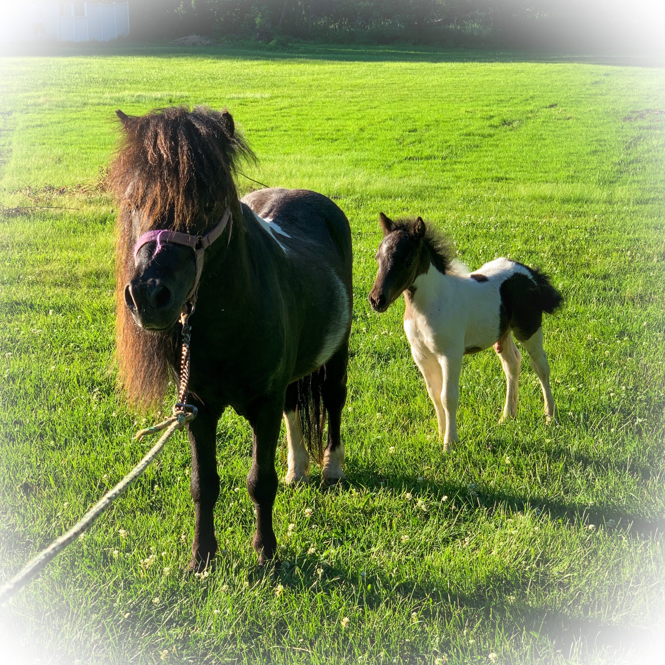 American Miniature Horses Happily Ever After Rabbitry