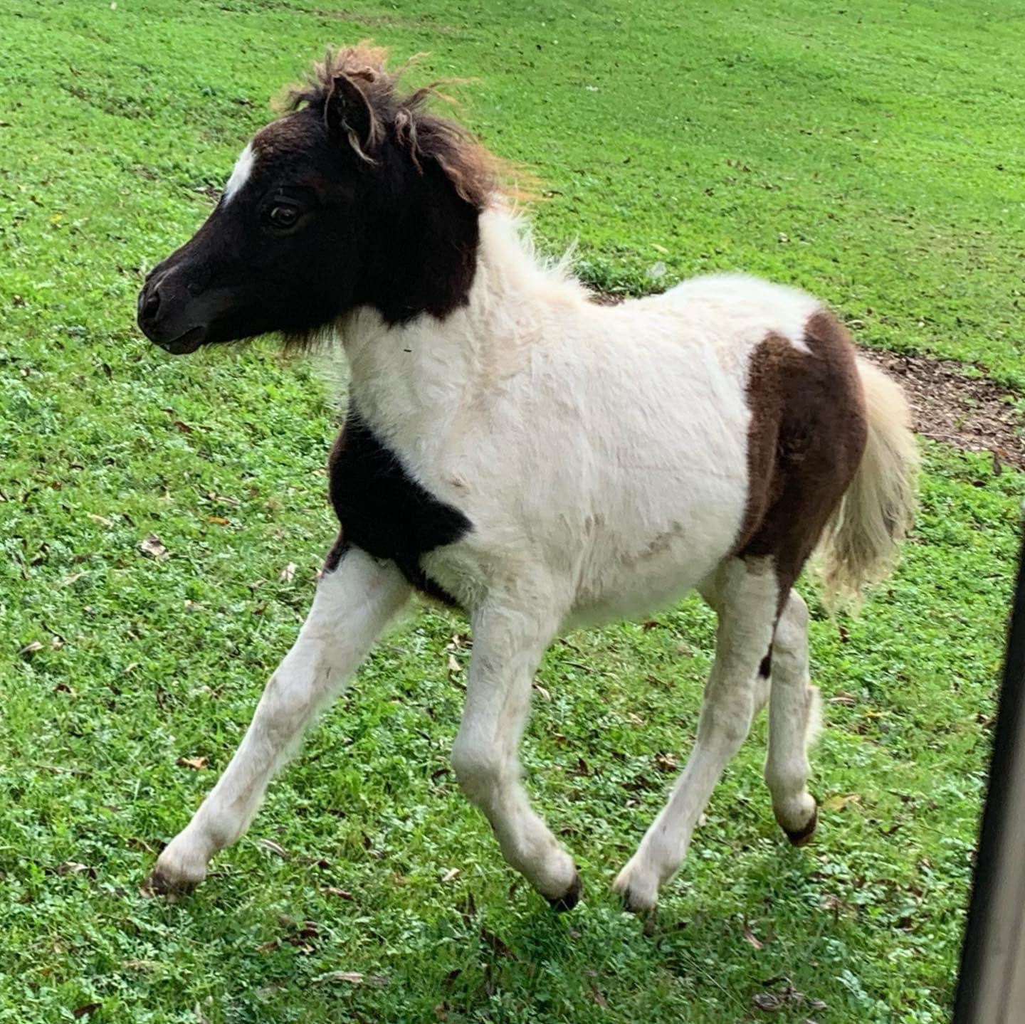 American Miniature Horses Happily Ever After Rabbitry