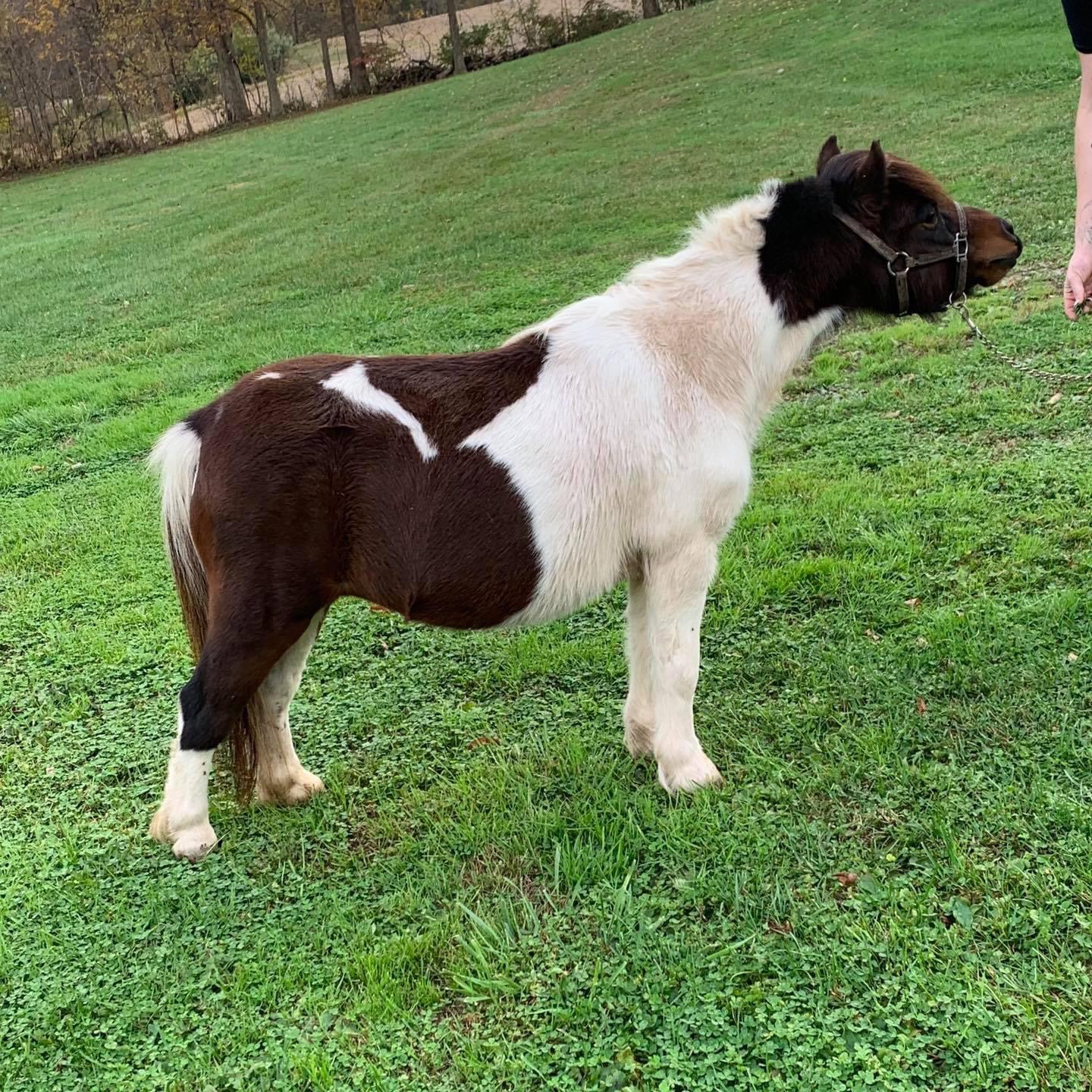 American Miniature Horses Happily Ever After Rabbitry