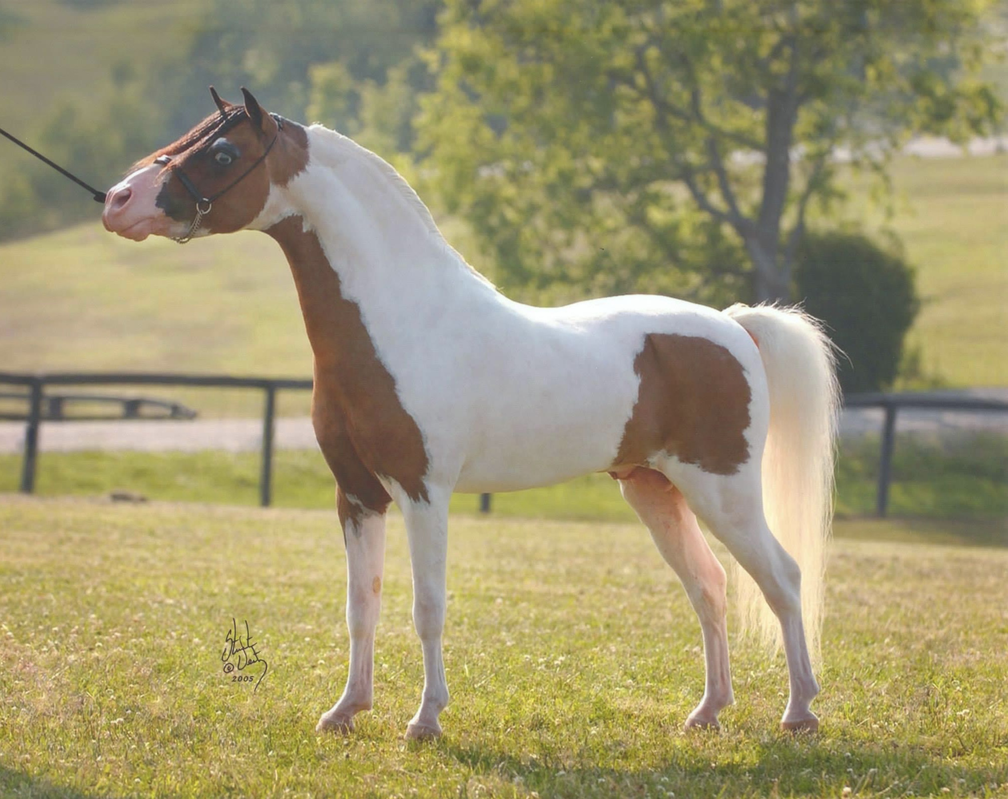 American Miniature Horses Happily Ever After Rabbitry