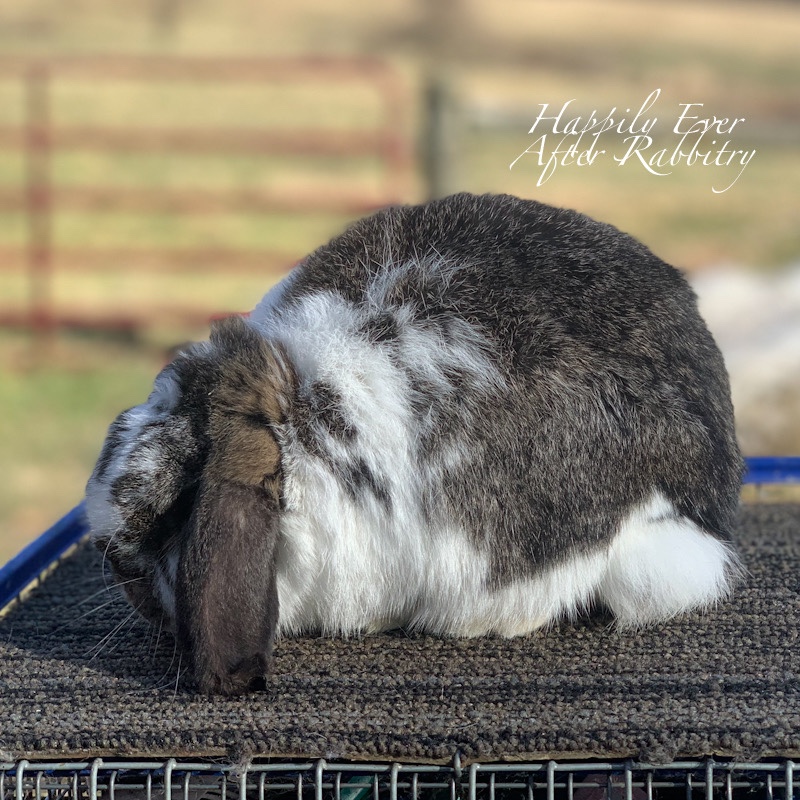 Our Rabbits – Happily Ever After Rabbitry