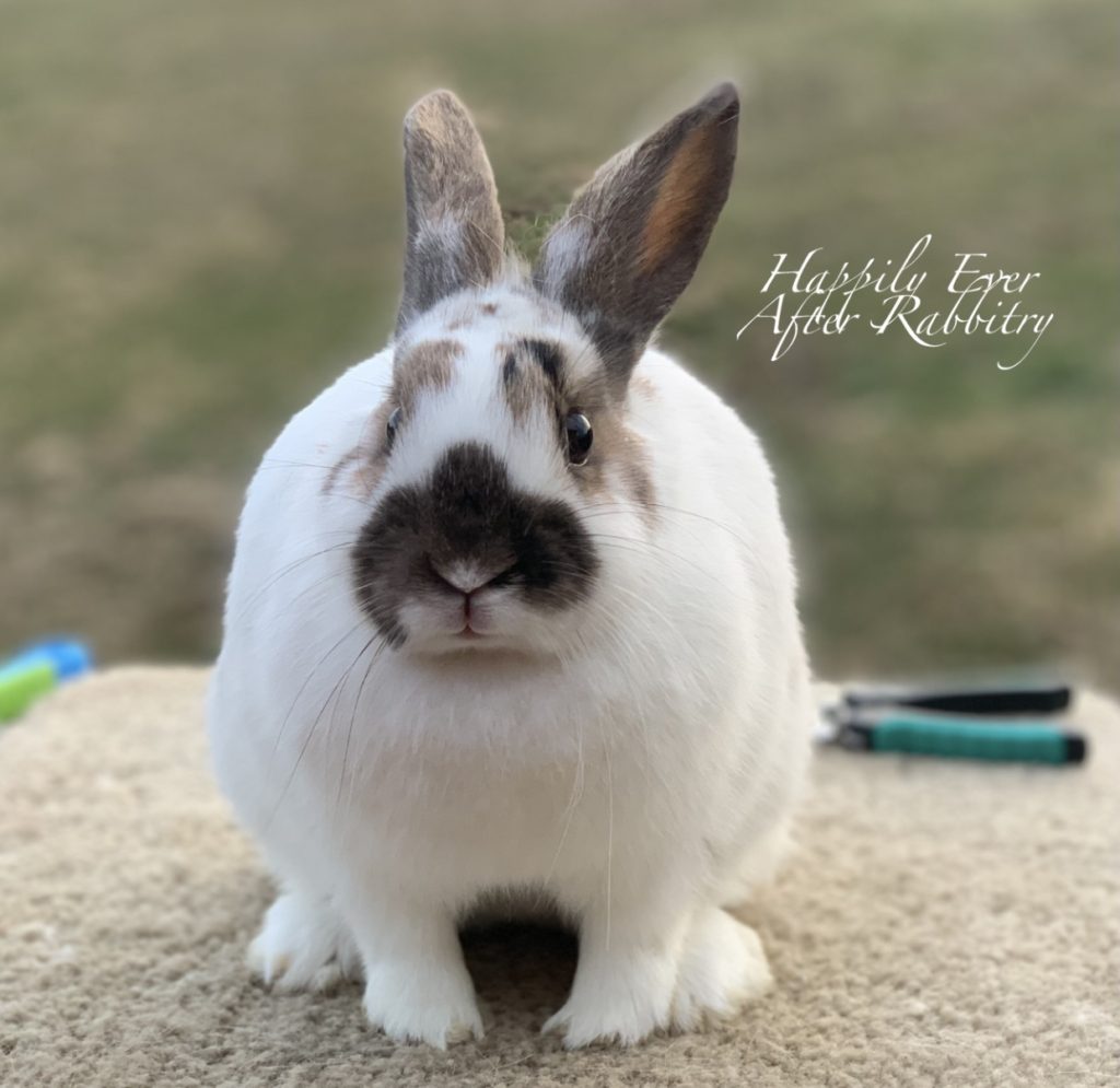 Our Rabbits – Happily Ever After Rabbitry