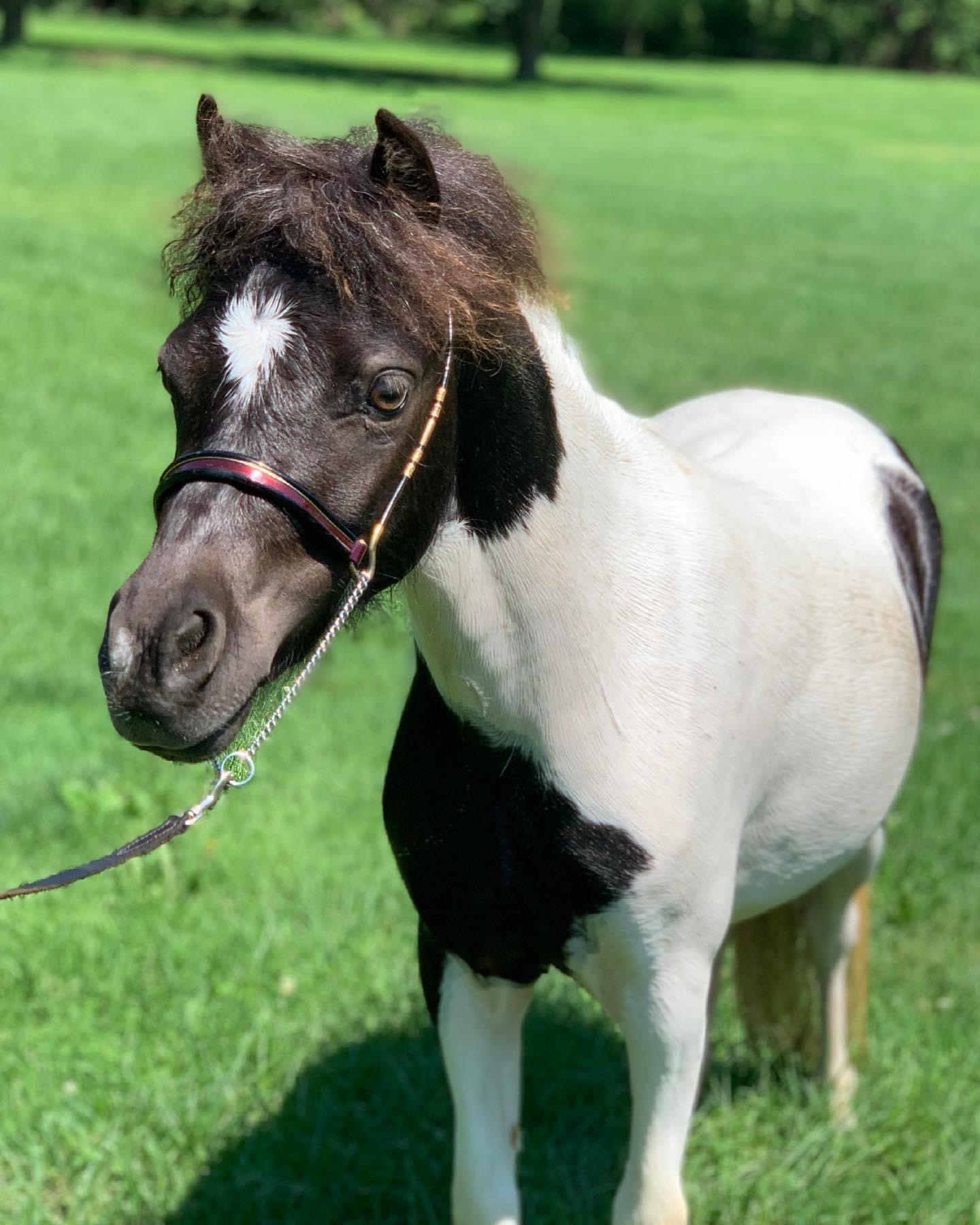 American Miniature Horses Happily Ever After Rabbitry