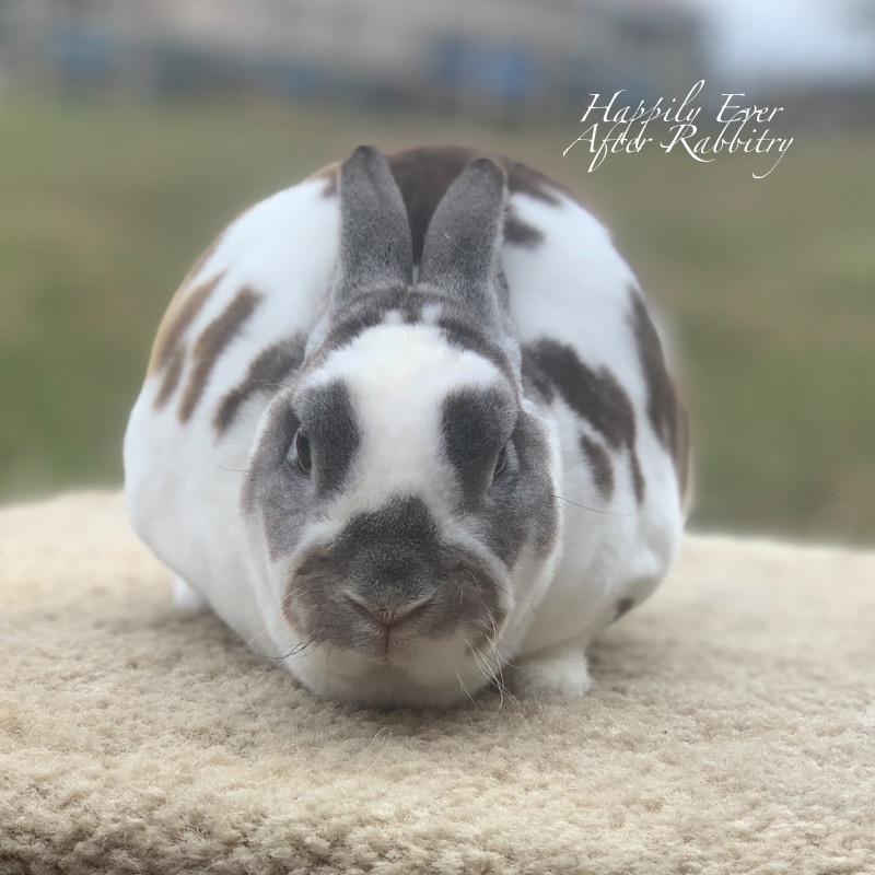 Available Bunnies – Happily Ever After Rabbitry