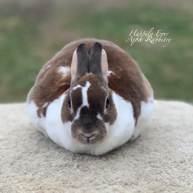 Local Delights Await: Rabbits for Sale Near Me, Ready to Bring Joy