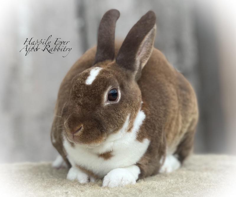 Hop Over to Happiness: Rabbits for Sale Near Me, Your New Companion Awaits