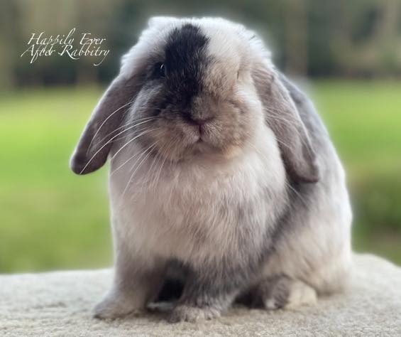 Bunny Love: Your New Furry Family Member Awaits!