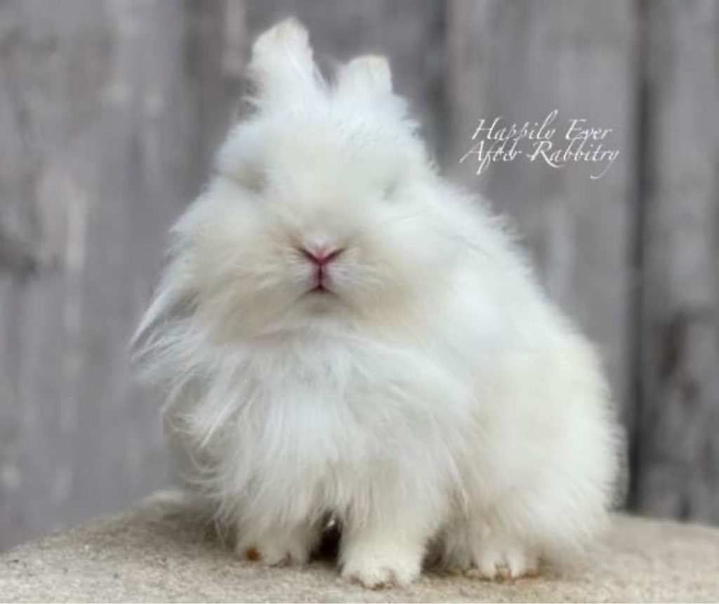 Rule Your Heart: Lionhead Rabbit for Sale, Ready to Reign with Love
