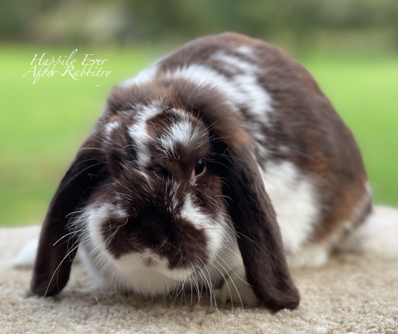 Bring Bunny Bliss Home: Rabbits for Sale Near Me, Add Some Fluff to Your Life