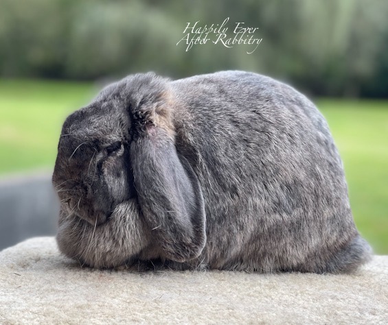 Bring Some Bunny Love Home: Rabbit for Sale, Perfect Addition to Your Family
