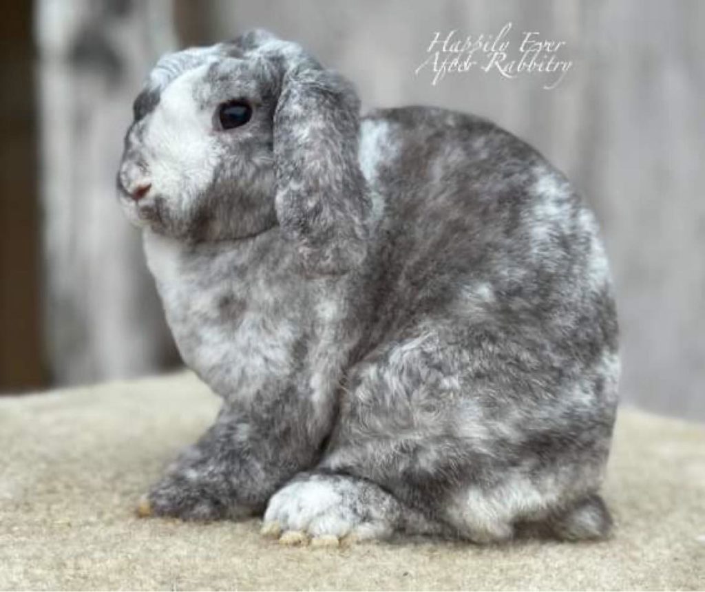 Hoppy Days Ahead: Discover a Rabbit for Sale, Your New Furry Friend