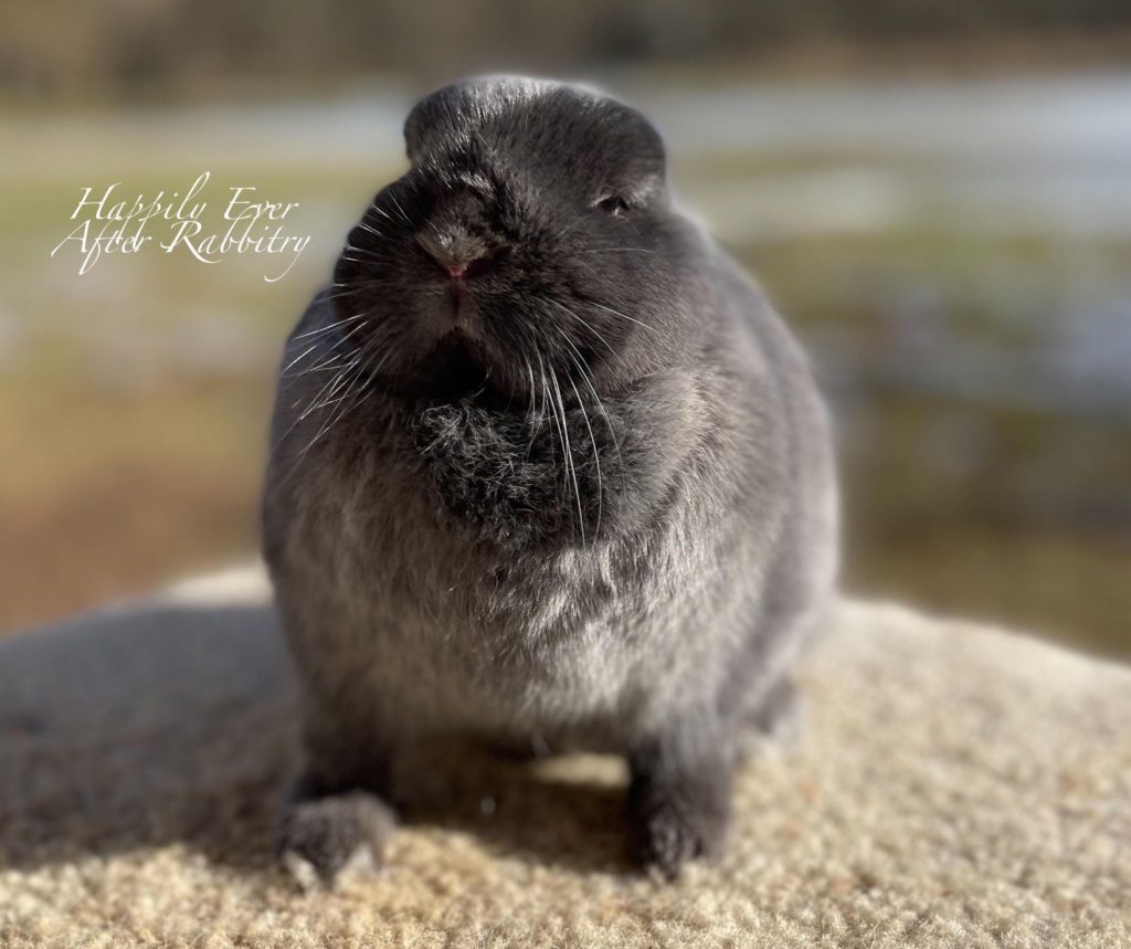 Snuggle Up with Small Wonders: Netherland Dwarf Rabbit for Sale