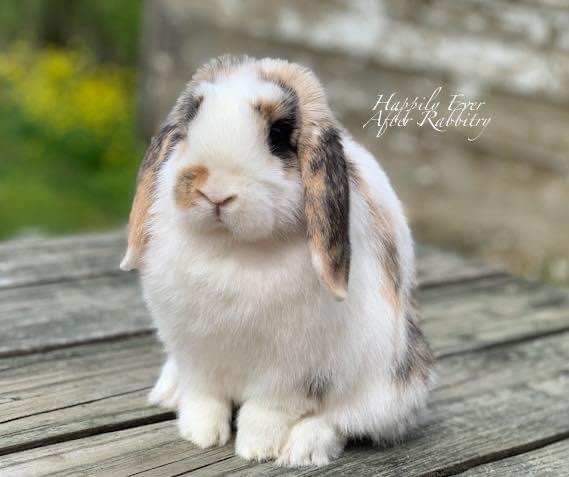 Snuggle Up with Local Love: Rabbits for Sale Near Me, Waiting for You to Adopt