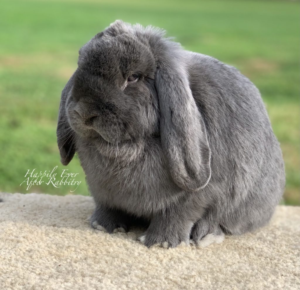 Snuggle Up with a Rabbit: Adorable Rabbit for Sale, Waiting to be Cherished