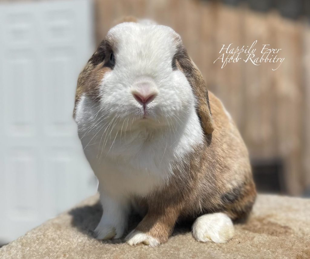 Your Furry Soulmate Is Close: Bunnies for Sale Near Me Are Ready to Cuddle