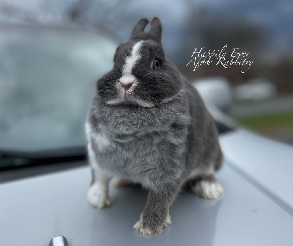 Pocket-Sized Cuteness: Netherland Dwarf Rabbit for Sale, Perfect for Your Home