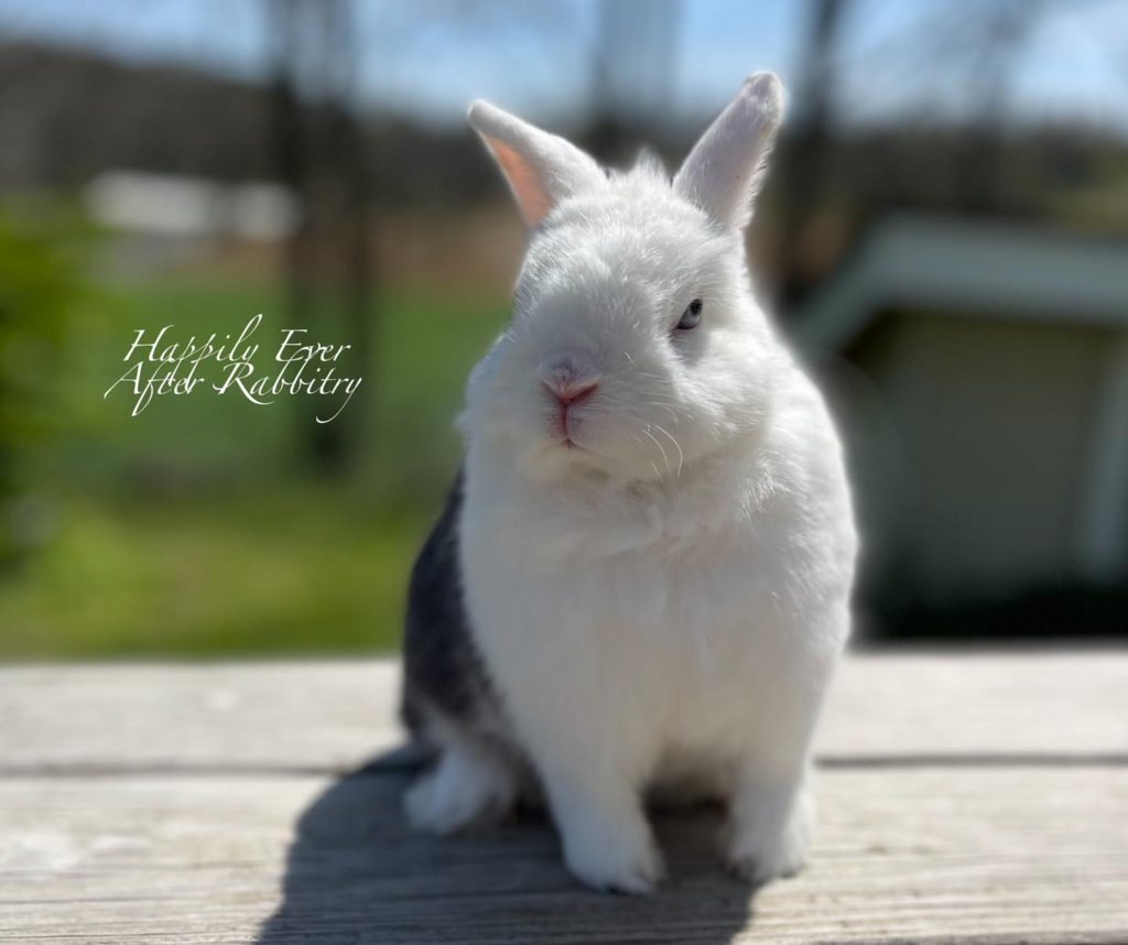Discover Petite Perfection: Netherland Dwarf Rabbit for Sale Now!