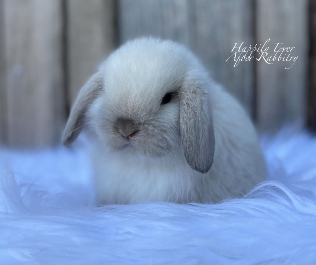 Sable Point Holland Lop