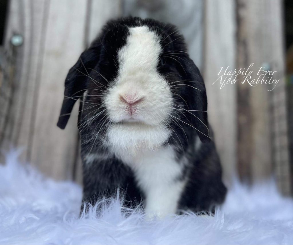 Bunny Bliss Awaits: Find the Perfect Companion with Bunnies for Sale Near Me