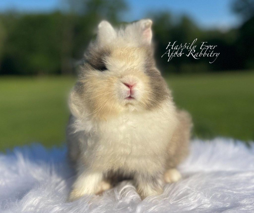 Crown Your Home with Cuteness: Lionhead Rabbit for Sale, Fit for a King or Queen!