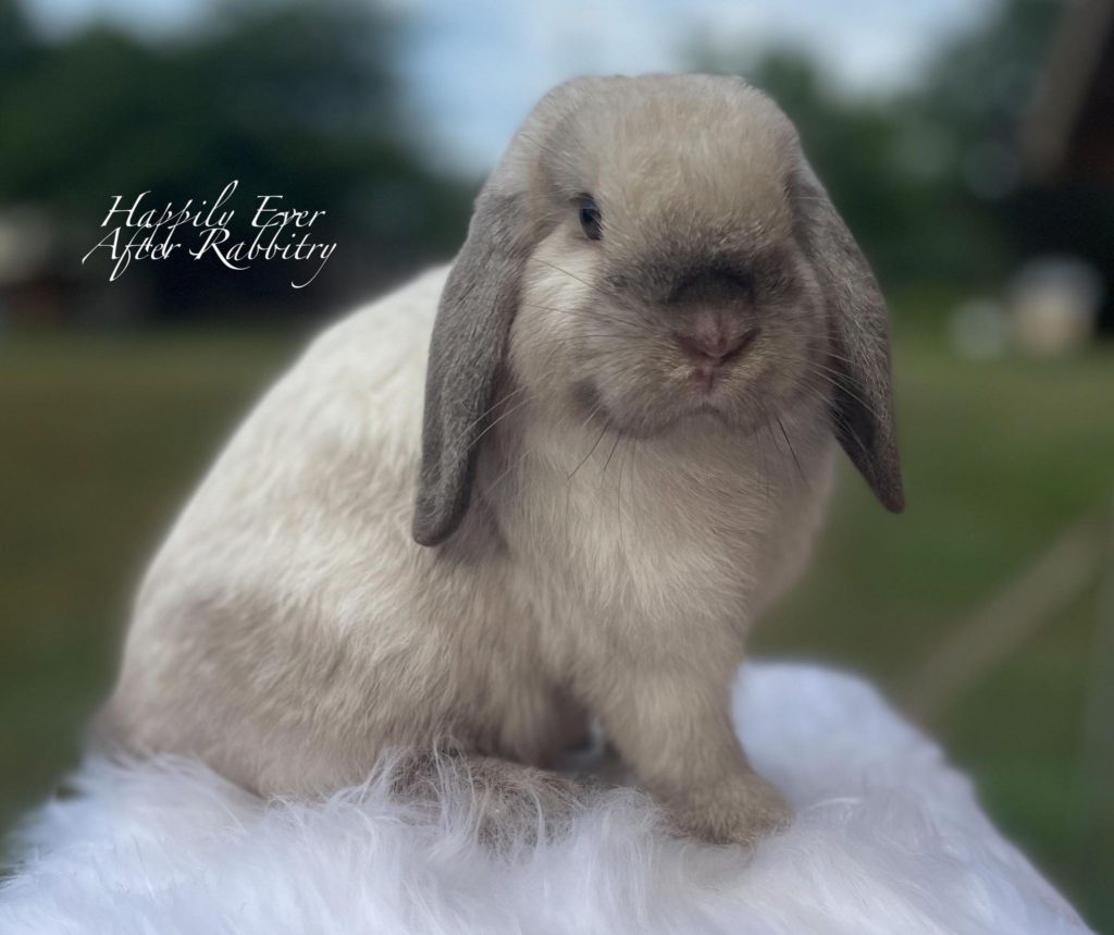 Local Love: Bunnies for Sale Near Me, Bringing Joy to Every Home