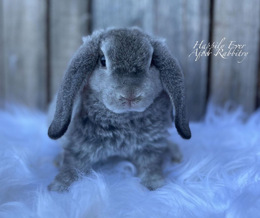 Cuddle Up with Mini Plush Lop Cuteness: Your Perfect Companion Awaits