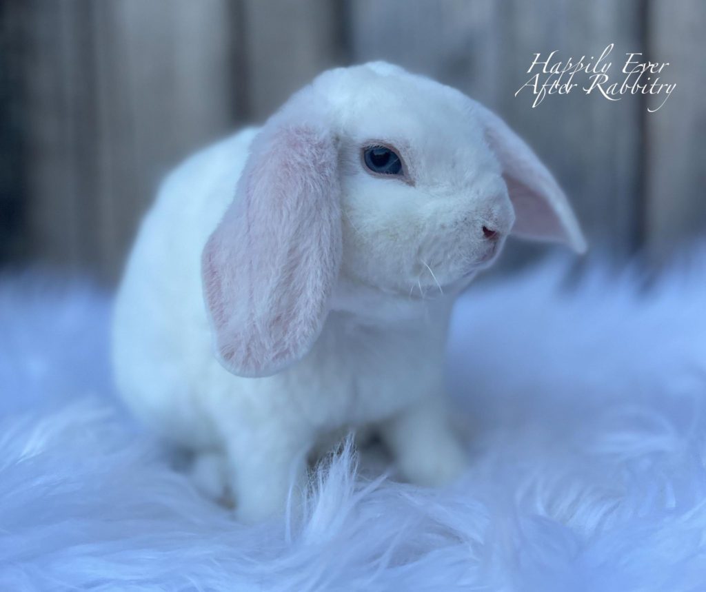 Snuggle into Softness: Mini Plush Lop Bunnies for Sale, Ready to Melt Your Heart