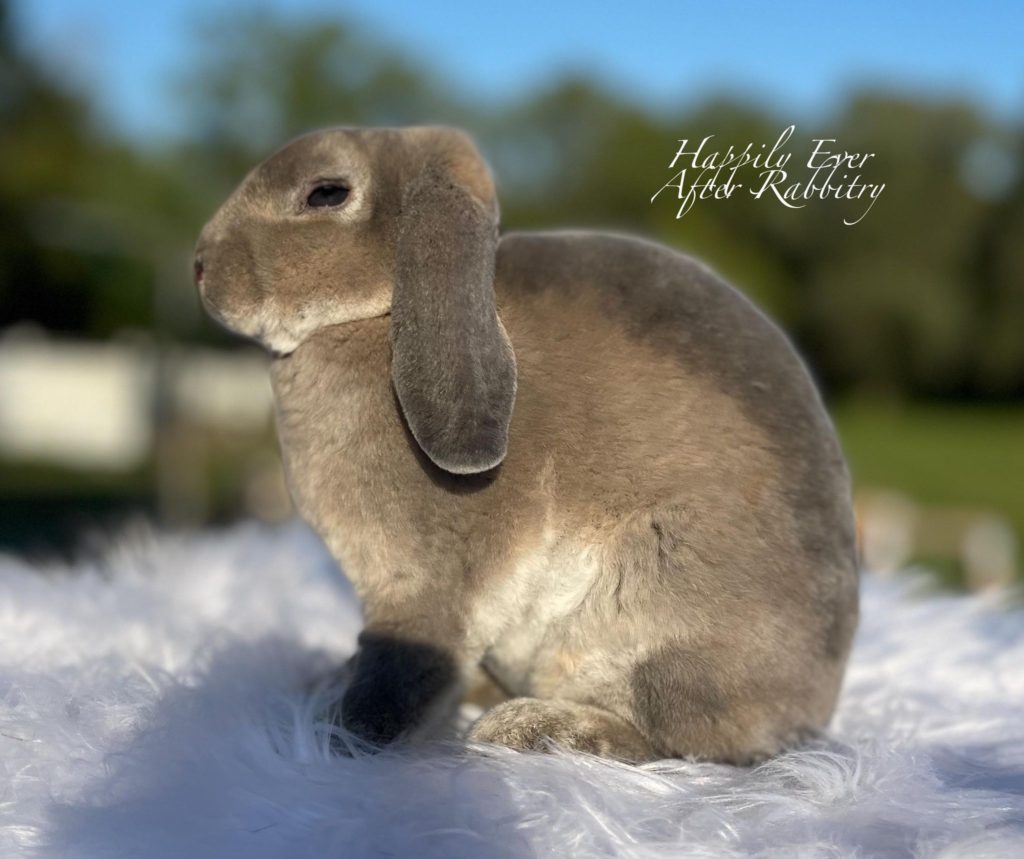Discover Mini Plush Lop Magic: Adorable Bunnies for Sale Now!
