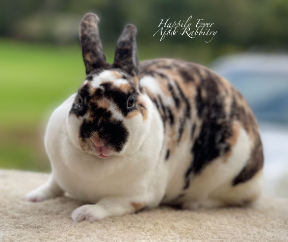 Furry Friends Nearby: Rabbits for Sale Near Me, Ready to Fill Your Home with Love