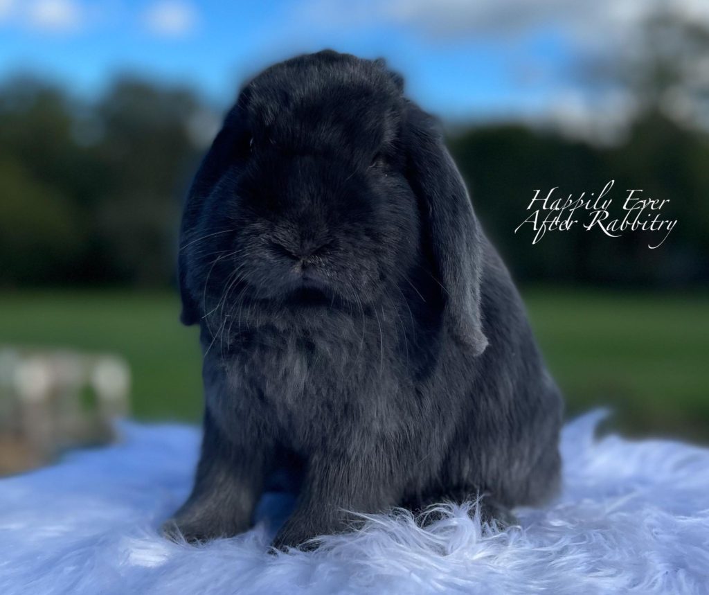 Fluffy Friends Nearby: Explore Bunnies for Sale Near Me and Find Your Perfect Match
