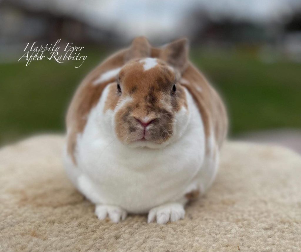 Discover Nearby Bunny Buddies: Rabbits for Sale Near Me, Waiting to Cuddle