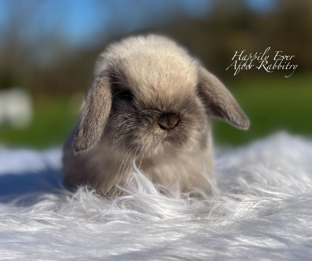 Blue Point Holland Lop