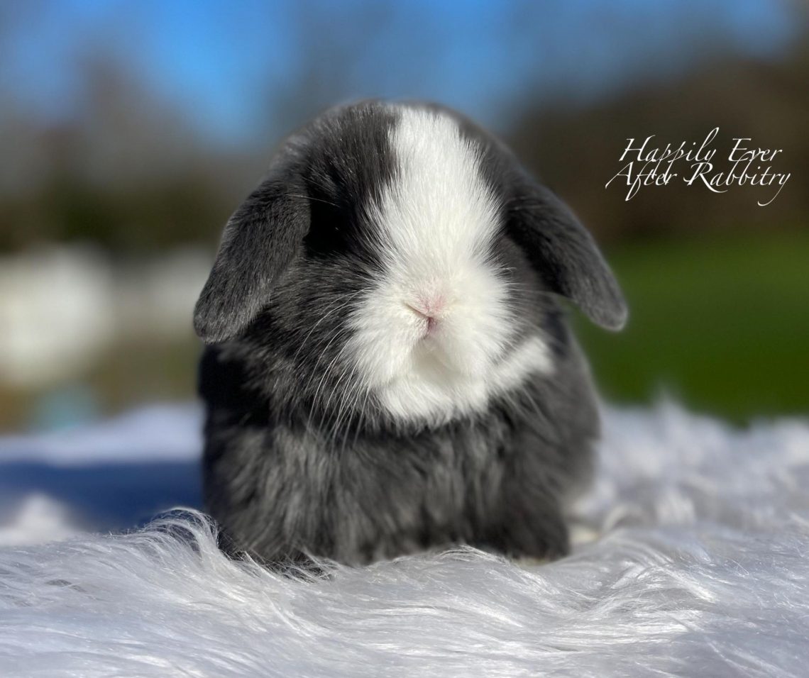 Holland Lop Color Chart