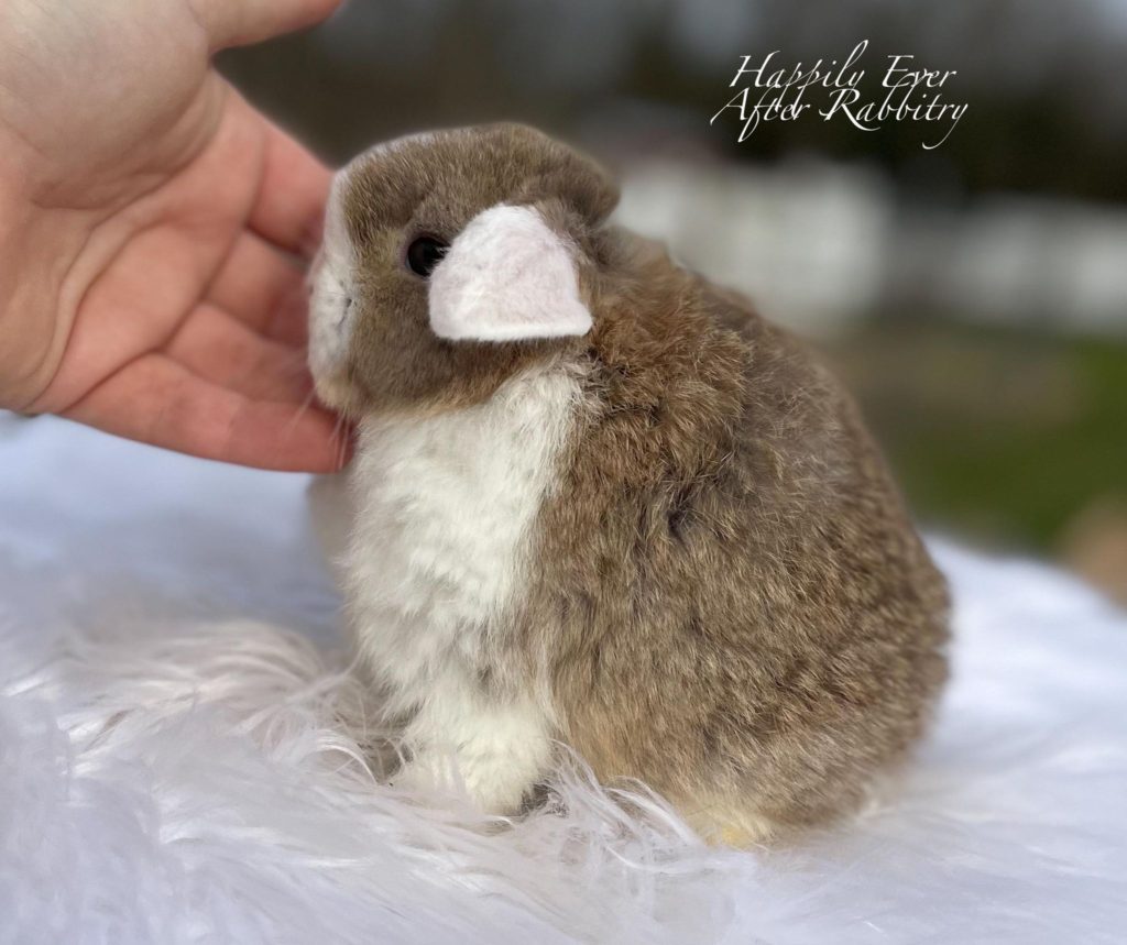 White Ear Chestnut Holland Lop