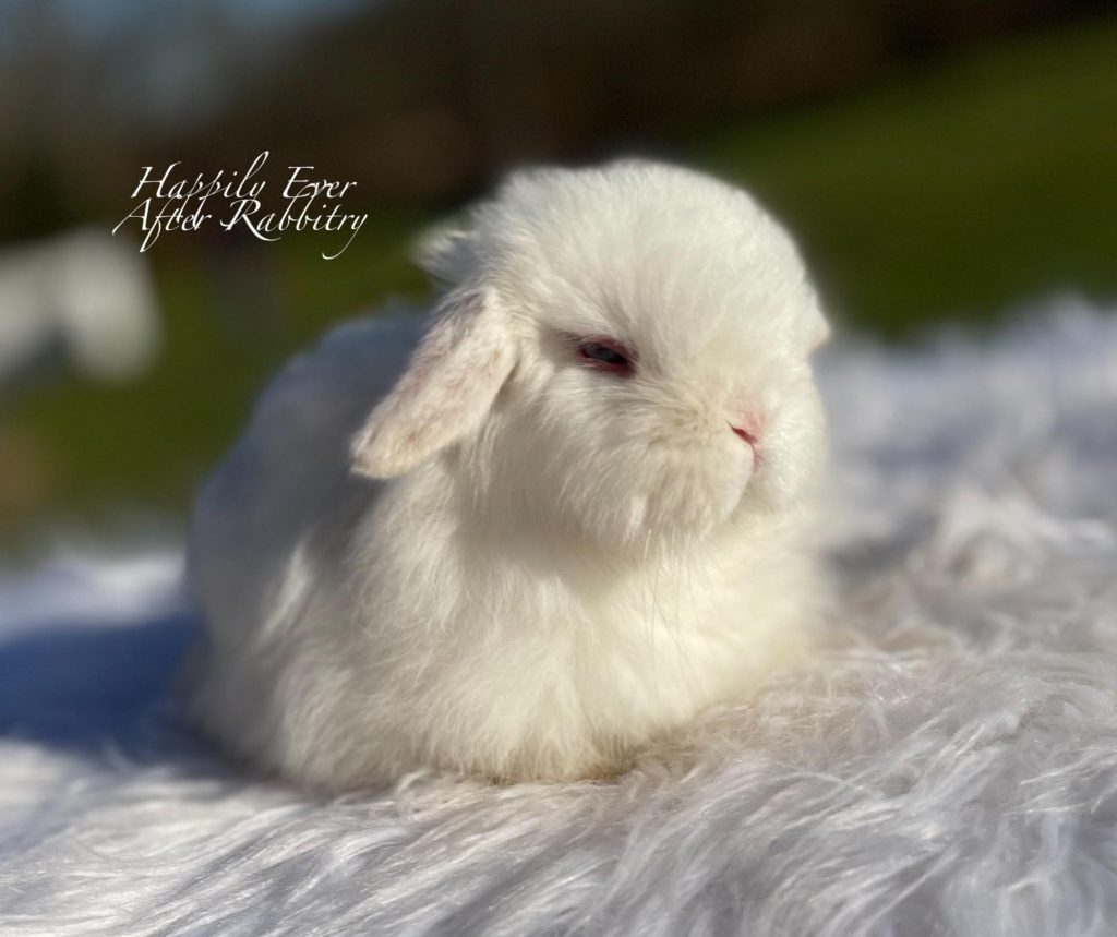 Red-Eyed White Holland Lop