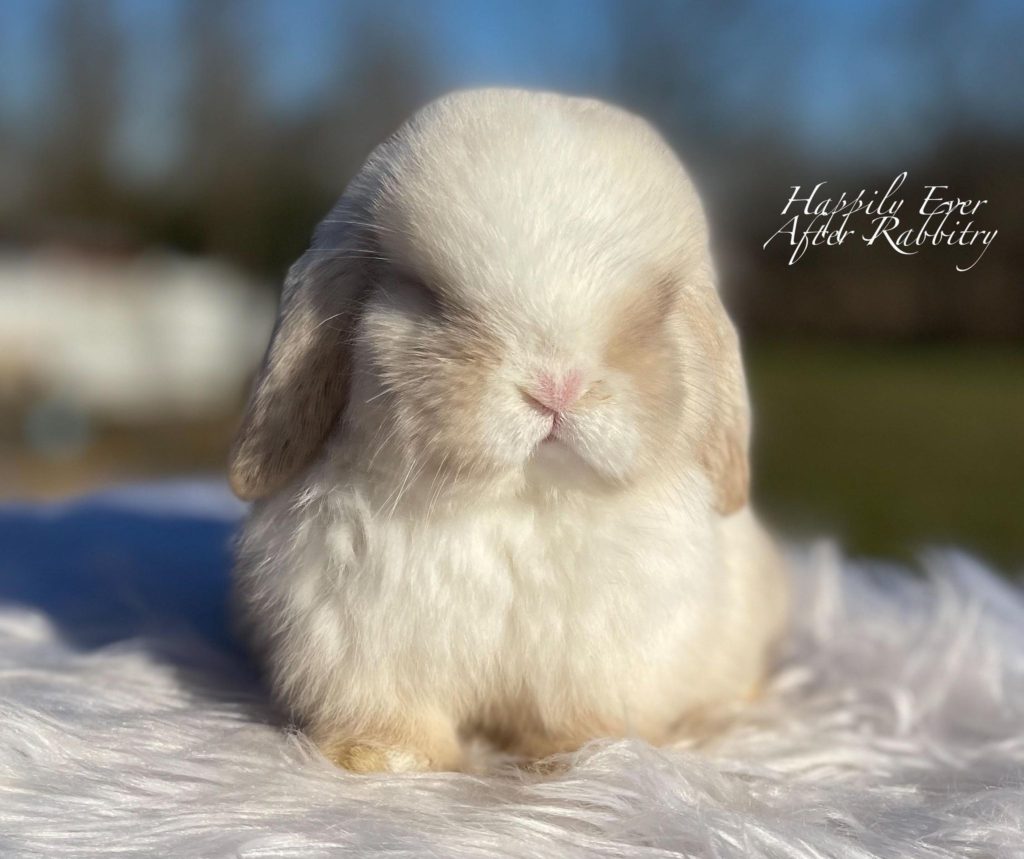 Vienna Marked Chocolate Sable Magpie Holland Lop