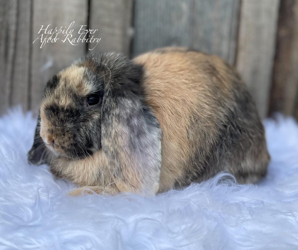 Your New Best Friend Awaits: Rabbit for Sale, Just a Hop Away!