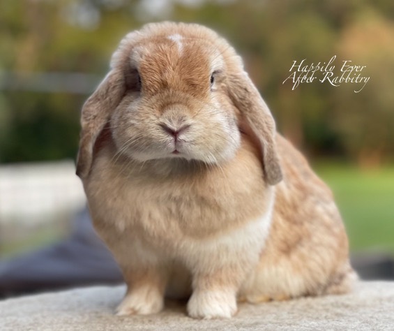 Hoppily Ever After Awaits: Adopt a Bunny and Add Some Fluff to Your Life!