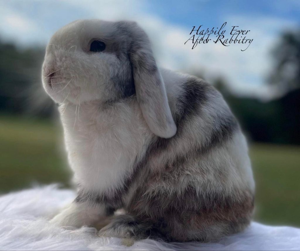 Fluffy Friend Alert: Bunny Looking for a Caring Companion