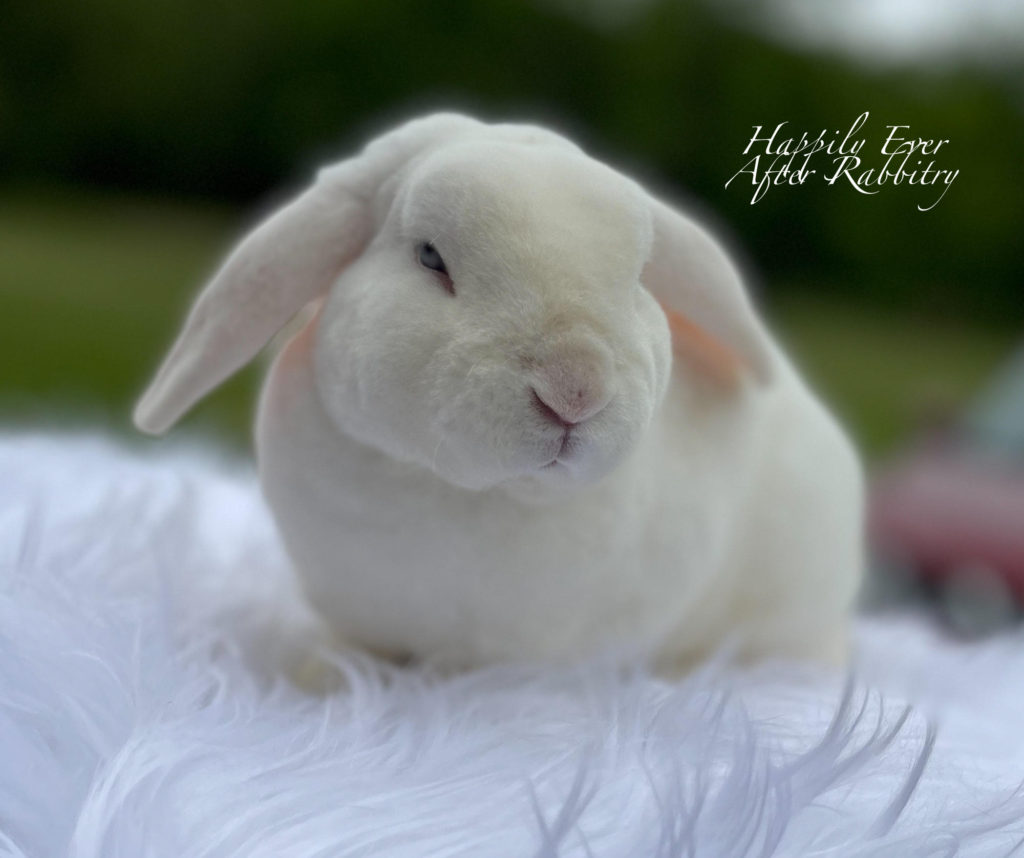 From Mini to Mighty Love: Mini Plush Lop Bunnies for Sale, Ready to Brighten Your Days