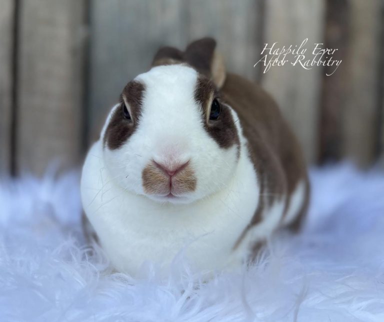 Find Your Fluffy Match: Rabbits for Sale Near Me, Perfect for Your Family