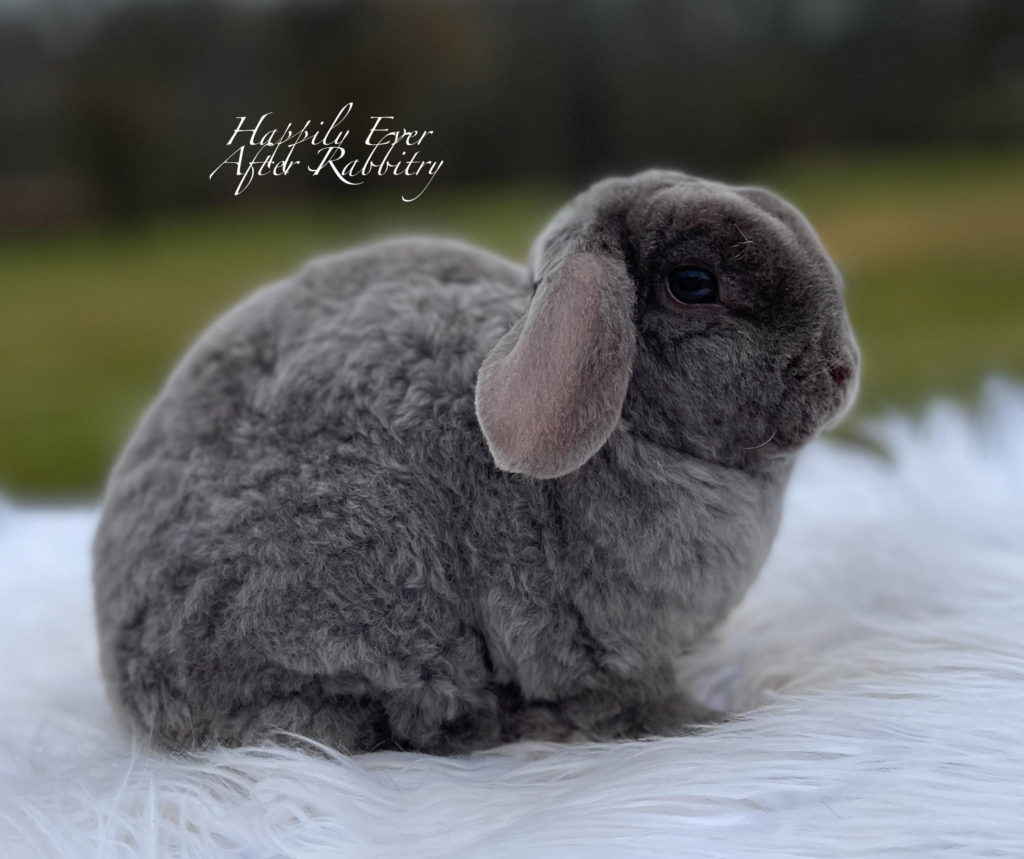 Tiny Tails, Big Smiles: Mini Plush Lop Bunnies for Sale, Ready to Steal Your Heart