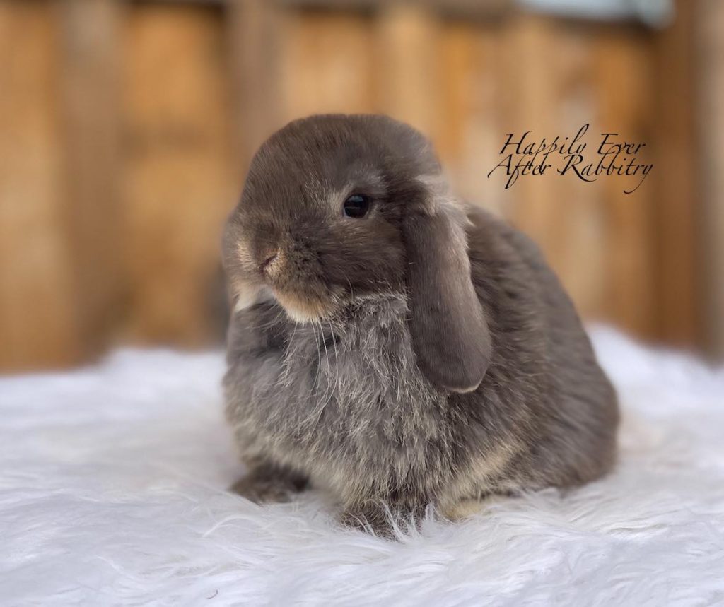 Chocolate Otter Holland Lop